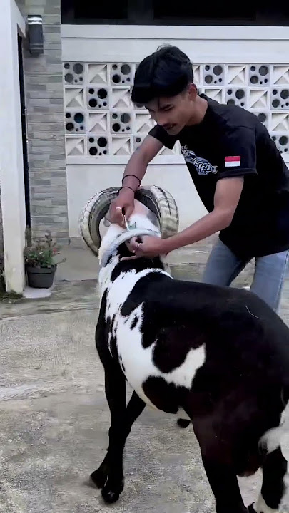 Kalian punya domba pintar gak?