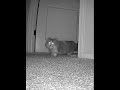 My Cat Brings MORNING GIFTS at 6AM! 🎁🐱 #cats #cute #petlife
