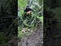 Ambil Nenas Dikebun #anakkampung #ceritakerja
