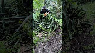 Ambil Nenas Dikebun #anakkampung #ceritakerja