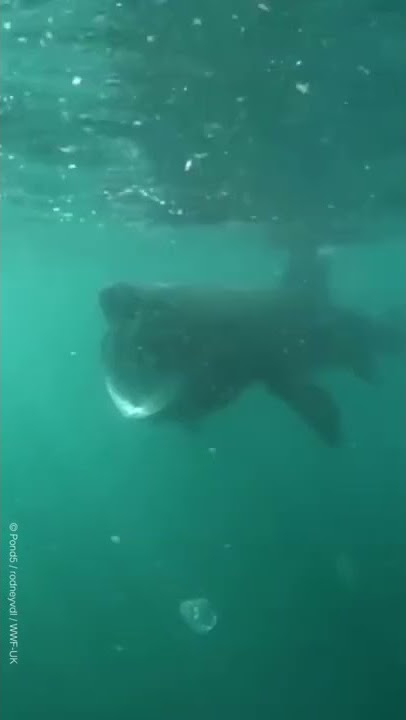 Wait for it 😮 Despite the huge mouth, basking sharks are known as gentle giants! #shorts #sharks