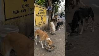 Chennai Stray Dogs Food Feeding Point