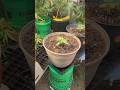 Can we fit more autoflowers in the tent? @Vivosun