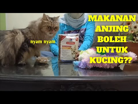 Video: Makanan Anjing Dan Kucing Kering Yang Sehat Dikembalikan