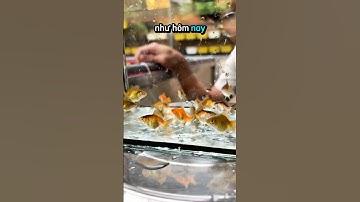 P2 | oranda size mini màu tricolor đã lựa tật lỗi l5 bé 2OO cành #oranda #ranchu #goldfish #fyp