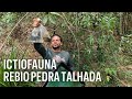 ICTIOFAUNA REBIO PEDRA TALHADA