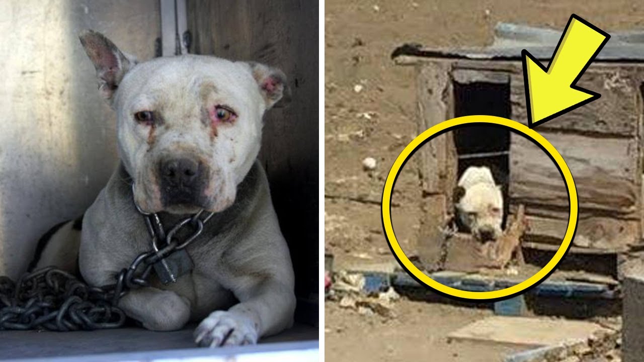 This Dog Was Chained For 2 Years. His Reaction When He ...