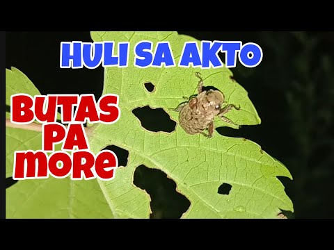 Video: Paano Magproseso Ng Mga Dahon Ng Ubas Para Sa Dolma