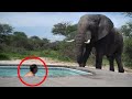 7 Pertemuan Gajah Menakutkan Yang Akan Membuat Anda Membeku
