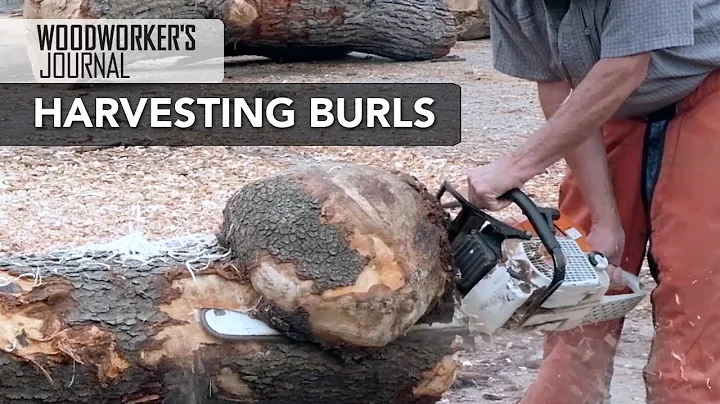 Harvesting Burls for Woodturning