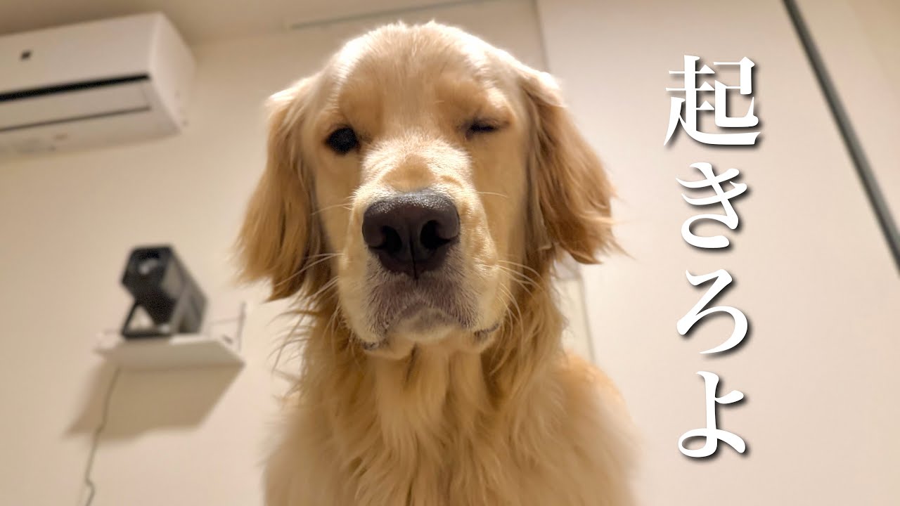 朝が弱すぎる2匹が頑張って起きて女子会(？)に行く日 - YouTube