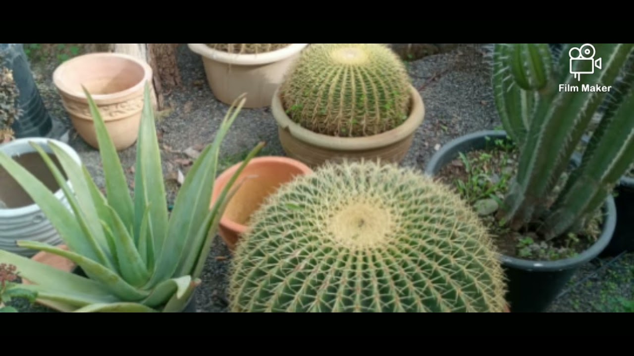 مشتلة🌵🌳🌺🌸🌻🌻🌻