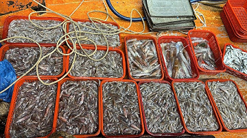 Mành Chụp A Châu Dùng Led WinSea Cực Sáng Vô Cùng Hiệu Quả Mực Đầy Thuyền - Dân Biển