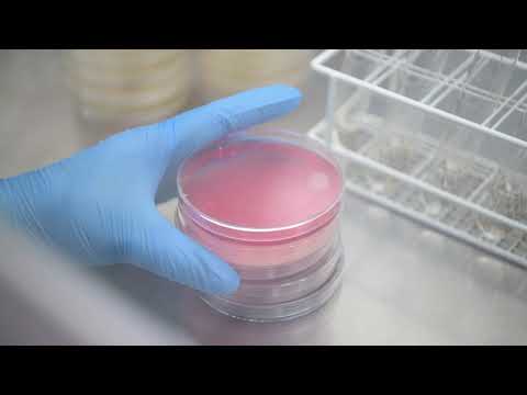 Видео: Мал эмнэлгийн анагаах ухааны бичил харуурын ертөнц