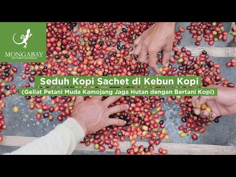 Seduh Kopi Sachet di Kebun Kopi: Cerita Petani Muda Desa Ibun, Kamojang, Jawa Barat Bertani Kopi