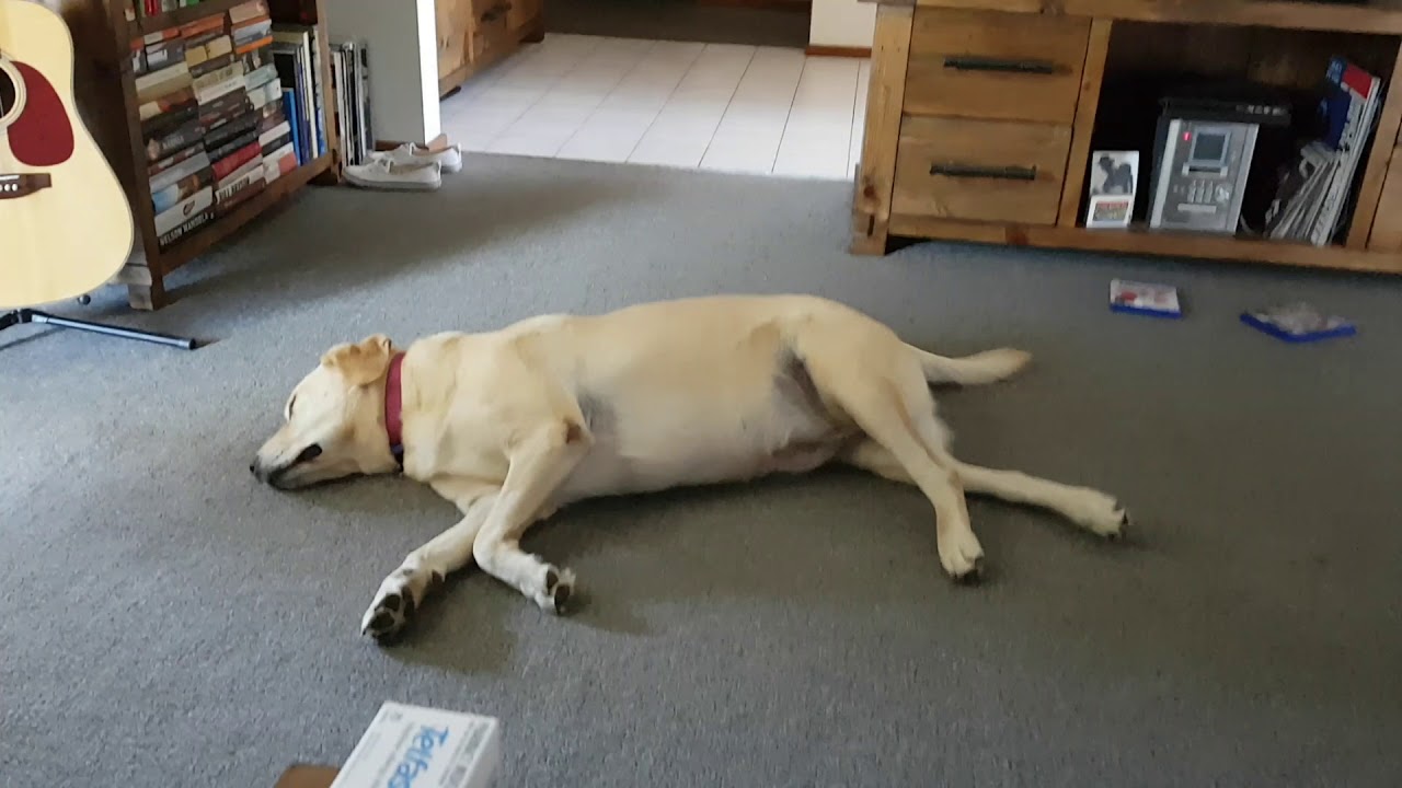 Hilarious Labrador Happy Dream