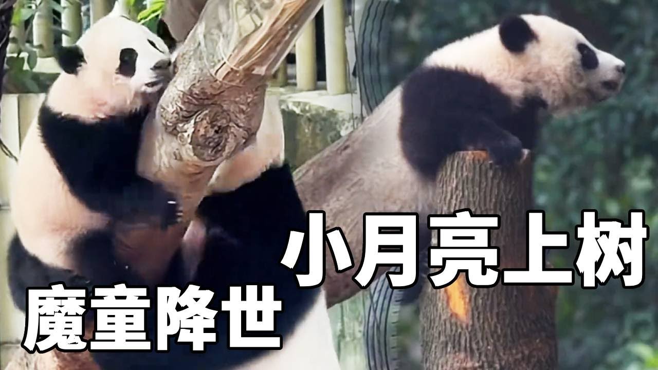 刚满半岁的小月亮就登顶了大树，而且它还特别的有主见，良月根本管不住它～【你好大熊猫】