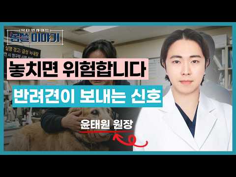 Should You Take Your Dog to the Vet for Eye Discharge, Redness, or Tearing?｜How to Detect Canine ...