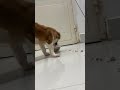 Full Video Below Feed Shorts Doglover Puppy Love Pets Cute Bestfeed Cutedog Doggo Full Video Below Feed Shorts Doglover Puppy Love Pets Cute Bestfeed Cutedog Doggo