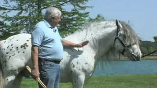 Gypsy Horse Conformation: Part 2 Evaluating Conformation & Function