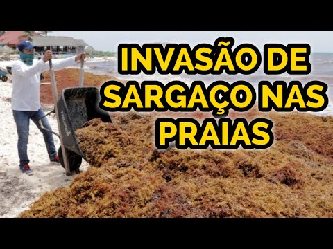 Vídeo: Floração De Algas Tóxicas No Mississippi Fecha Praias