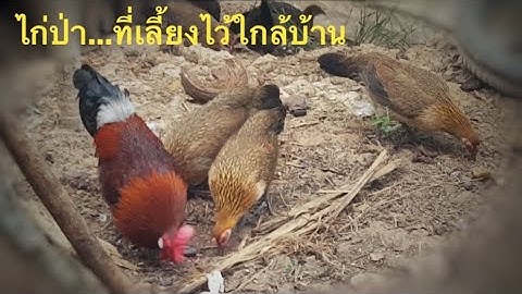แอบดูไก่ป่า... ที่อาศัยอยู่ใกล้บ้านคน / Urban Wild Chickens - The Red Junglefowl (Gallus gallus)