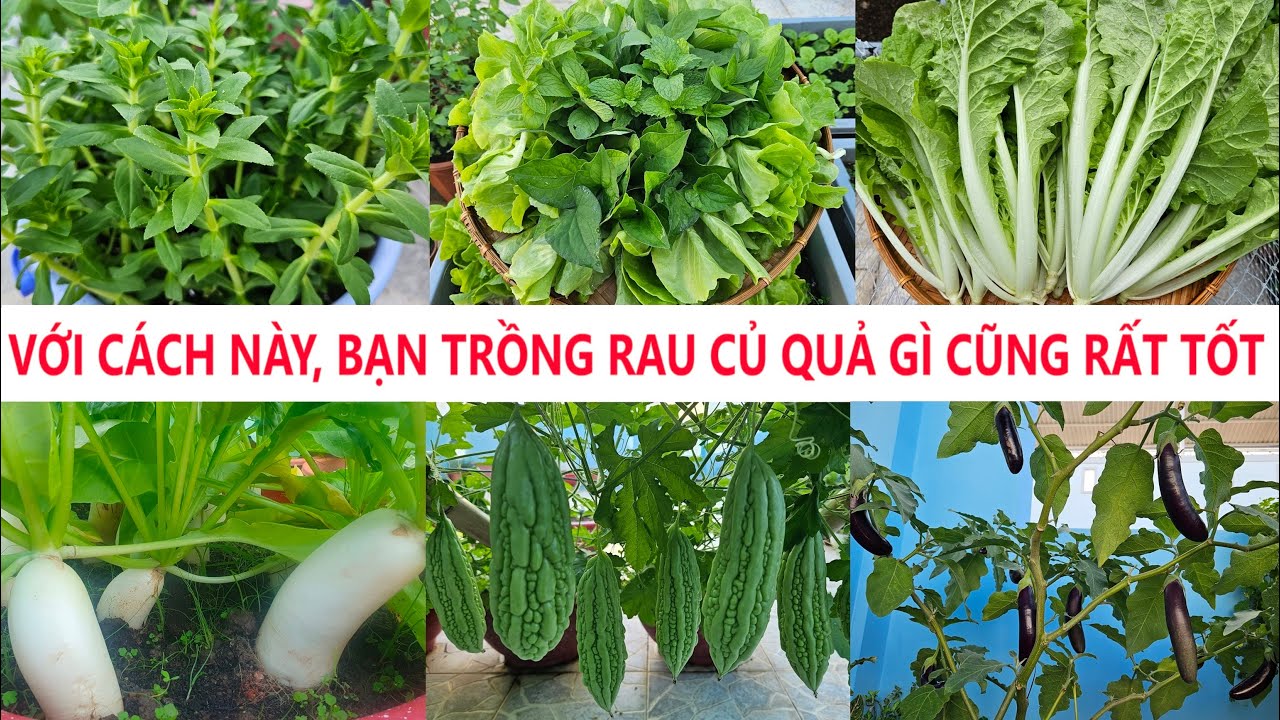 Với cách này bạn trồng rau củ quả gì cũng tốt rau sai quả - YouTube