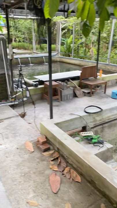 I'm so excited to work on the pond that I forget not to feed the fish.