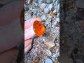 The Hidden Truth Behind "Pre-Cut" Beach Gems #beach #crystals #oceanpearl #satisfying
