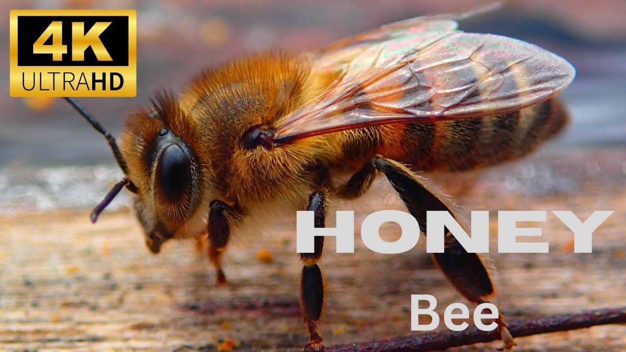 Honey Bee Ultra HD 4K Video @BrunoSaraviaPhotography