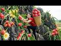 TIMELAPSE | Harvesting 10,000+ Dragon Fruits on the Rocky Hillside and Taking Them to Market