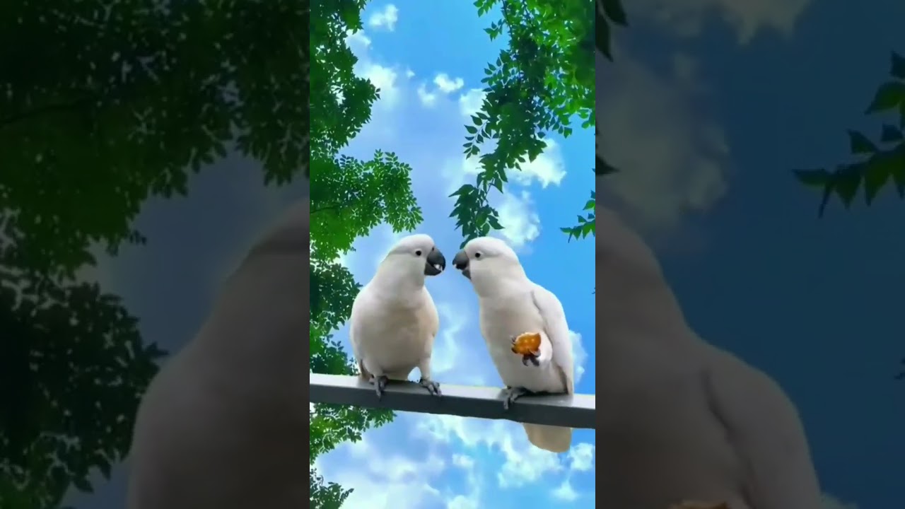 you are great Bird Cockatoos,Salmoncrested cockatoo,White cockatoo YouTube