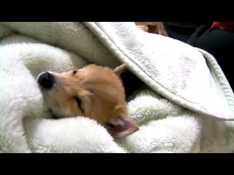 布団で寝る犬 Youtube