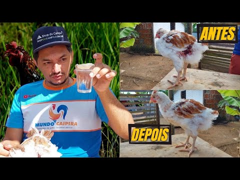 Vídeo: Como cuidar de um frango ferido