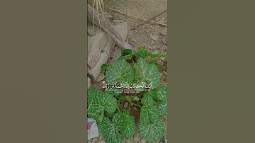 ما تيسر من قرآن كريم #الطبيعة #طبيعت #المغرب #تيك_توك #هدوء #viralvideo #راحة_نفسية #تصويري #اكسبلور