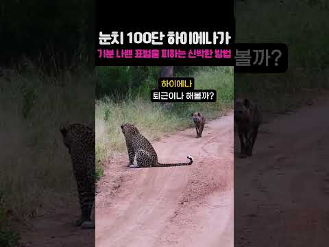 눈치 100단 하이에나가 기분 나쁜 표범을 피하는 신박한 방법 thumbnail