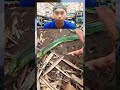 tutorial menangkap ular ya kawan2 jgn d tiru khusus yg udah pro #lucu
