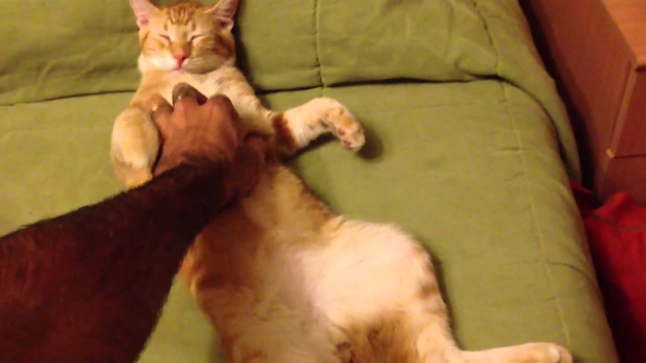 Resultado de imagen para porque los gatos les gusta que los mimen