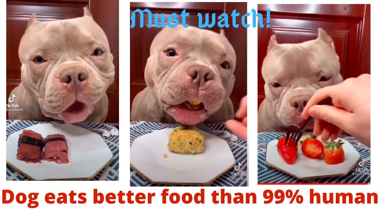 Rich dog eats better food than human YouTube