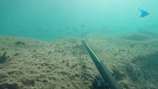 Nervous behavior is a common mistake in Shallow Static Ambush and generally in Underwater hunting.