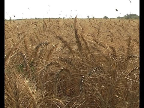 اغنية القمح الليله ليلة عيده