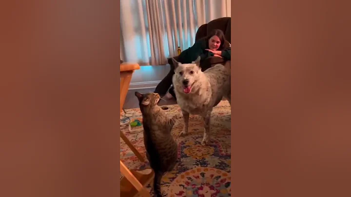 Watch the video about Funny Cat Fails Compilation 😹 Try Not To Laugh at These Hilarious Cat Moments!