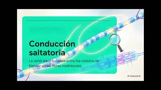 La Sinapsis|Mecanismo de la conducción neuronal