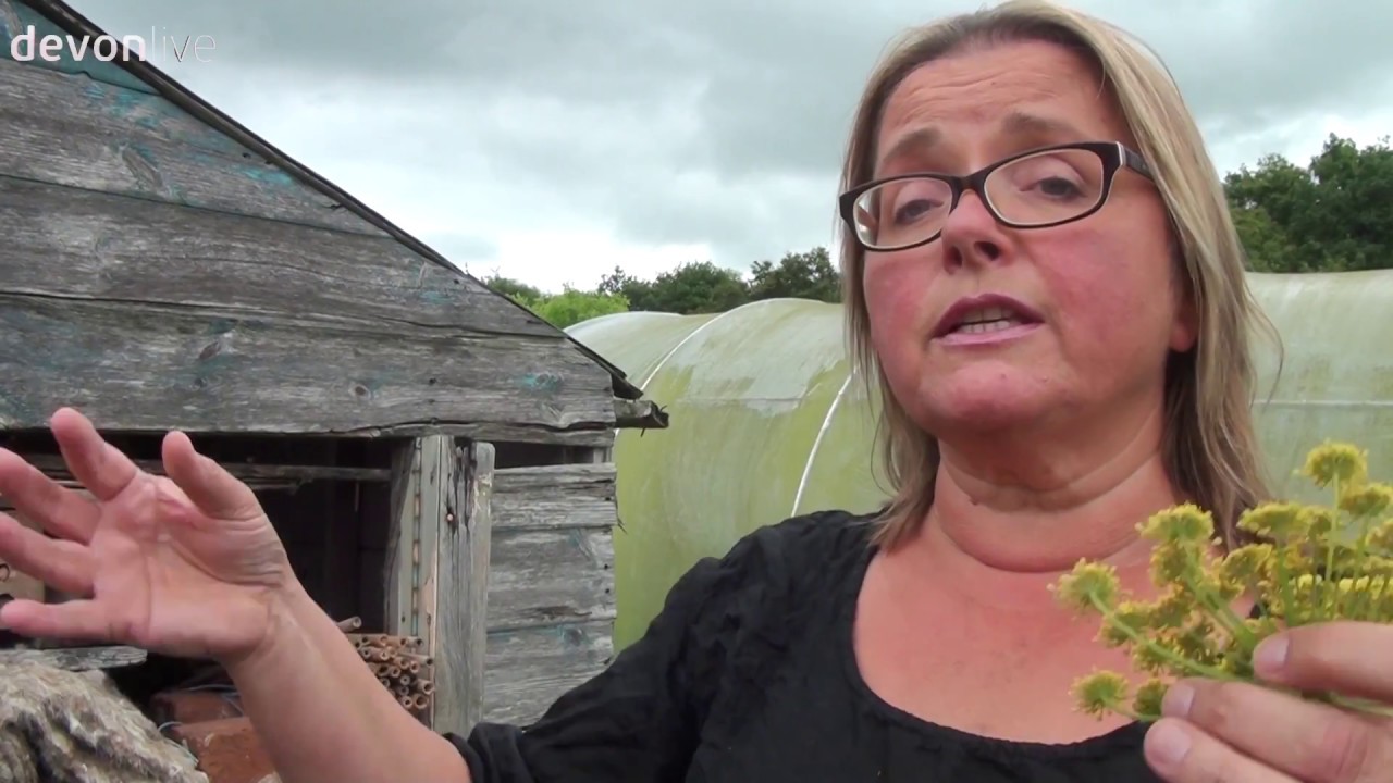 Edible Flowers at Maddocks Farm near Cullompton in Devon YouTube
