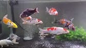 錦鯉水槽 10水槽引っ越し Youtube 錦鯉水槽 10水槽引っ越し Youtube