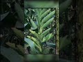 ماشاءالله هذي الذره