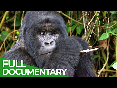 Saving the World's Last Mountain Gorillas | Giving Nature A Voice | Free Documentary Nature