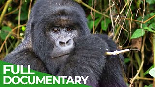 Saving the World's Last Mountain Gorillas | Giving Nature A Voice | Free Documentary Nature