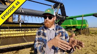How To Harvest LAZY Rice!
