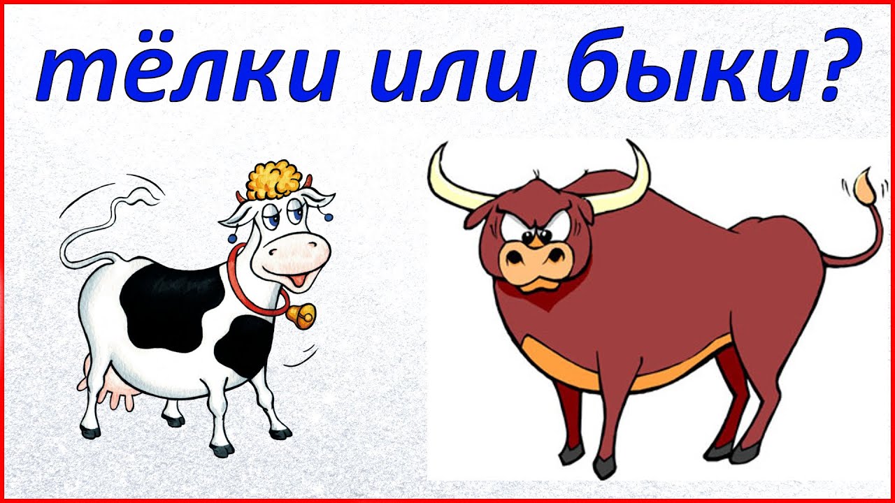 Тёлка или бык. Бык или телка.картинка. Дарова ты бык или корова. Кто Стрелец бык или корова. Читать краткое содержание корова